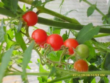 Hungarian wild cherry cocktail, sugar-sweet aroma, buy tomato seeds, old vegetables, seed-proof