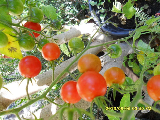 Ungarische Samen Tomate "Vorspeise-Tomate" samenfest, Wildtomaten, alte Gemüsesorten, Tomatensamen kaufen