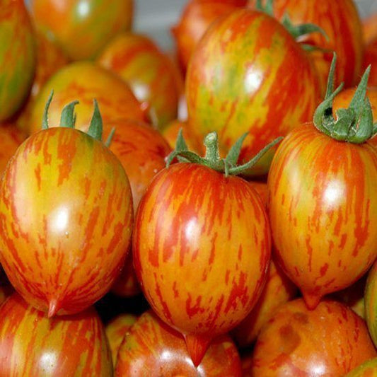 Ungarische Samen Tomate "Weinberg rot" fruchtiges Aroma, samenfest, alte Gemüsesorten, Tomatensamen kaufen