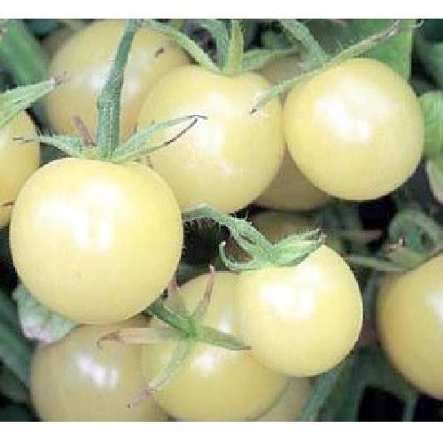 Hungarian white cherry cocktail, heirloom vegetables, buy tomato seeds, seed proof