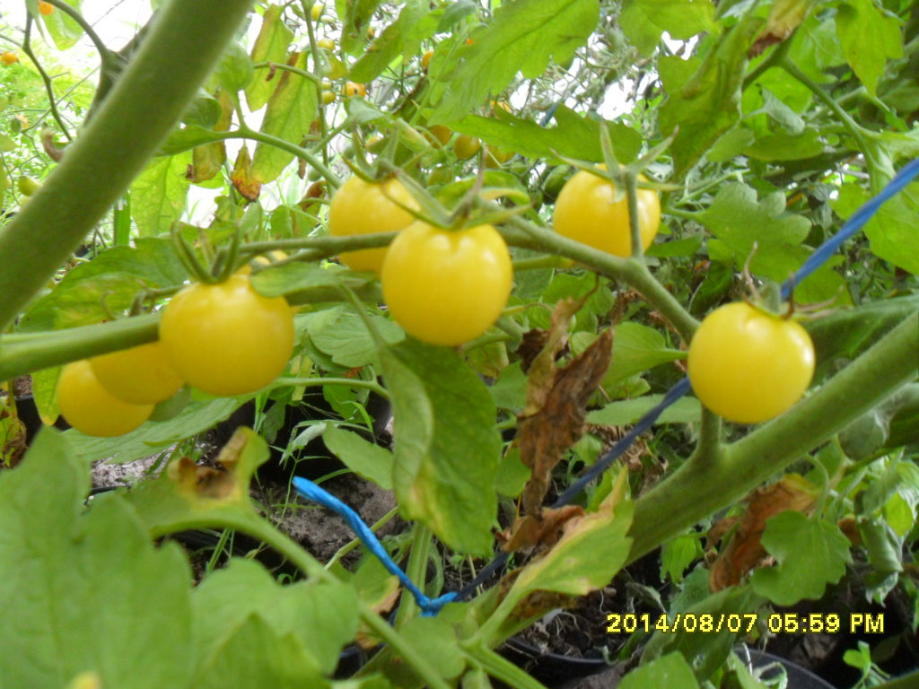 Ungarische weisse Cherry Cocktail, alte Gemüsesorten, Tomatensamen kaufen, samenfest