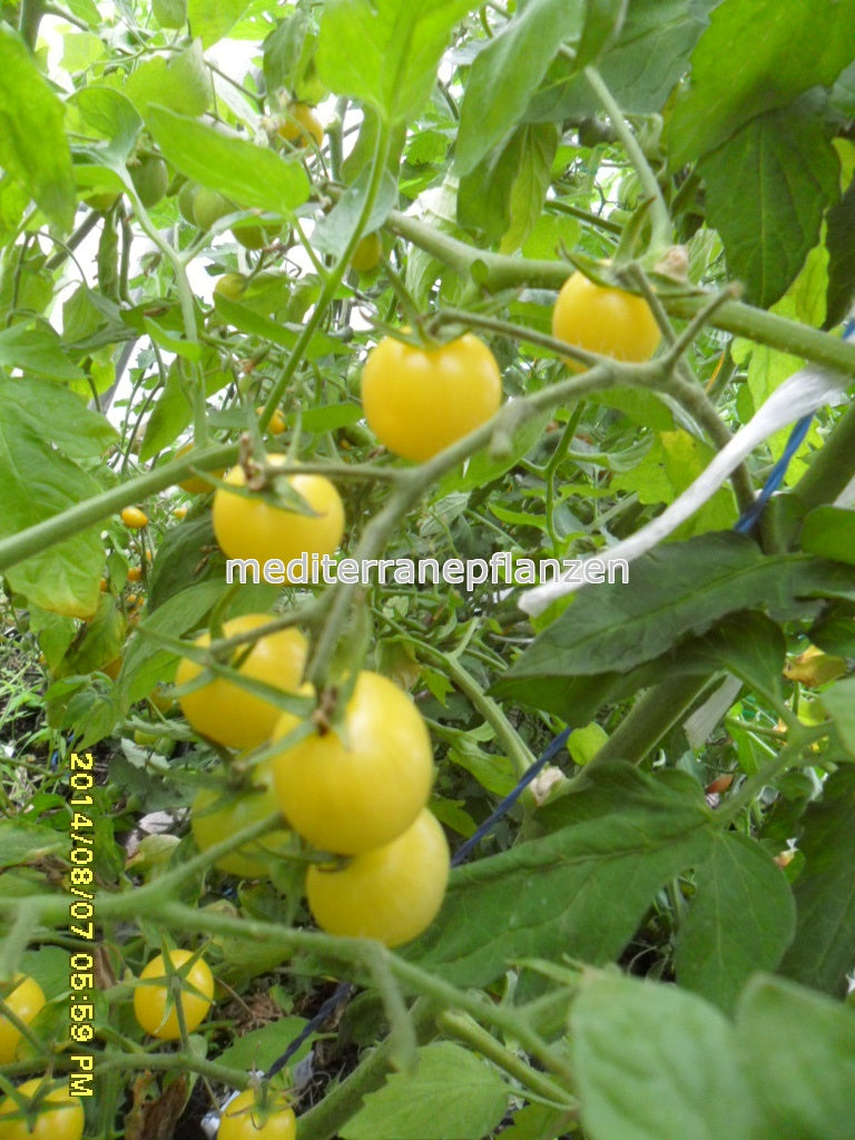 Ungarische weisse Cherry Cocktail, alte Gemüsesorten, Tomatensamen kaufen, samenfest