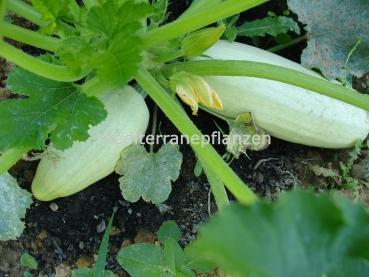 Ungarischer weisser Fleischkürbis, frühreifend und super im Ertrag, weiss, samenfest von unserer Farm, 10 Samen