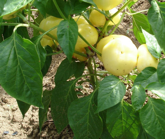 Ungarische weisse scharfe Paprika, 100% natürlich, samenfest