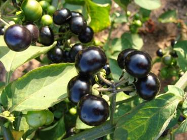 Solanum burbankii, Wunderbeere kaufen, süsse Beere, 10 Samen