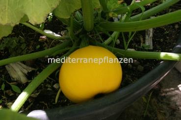 Hungarian rare lemon zucchini, fast growing and high yielding, seed resistant from our farm, 10 seeds