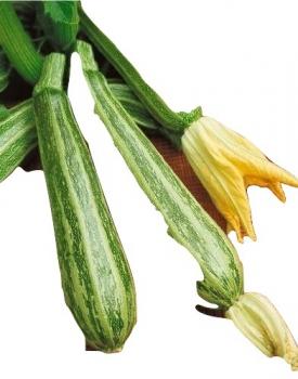 Hungarian striped zucchini, 10 seeds, seed resistant from our farm