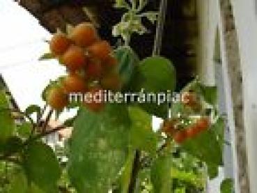 Dwarf Tamarillo, Cyphomandra abutiloides, Dwarf Tamarillo, 20 seeds